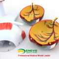 EYE02(12526) медицинский анатомии модель 6-частей модель глаза 